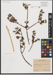 Foto von Salix L.